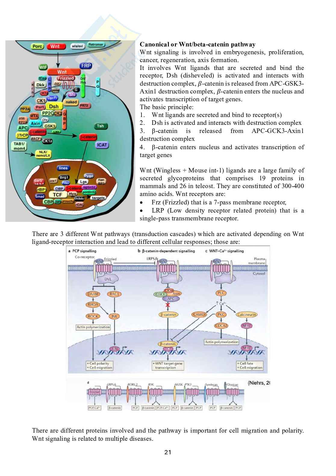 Biologia dello sviluppo Pag. 21