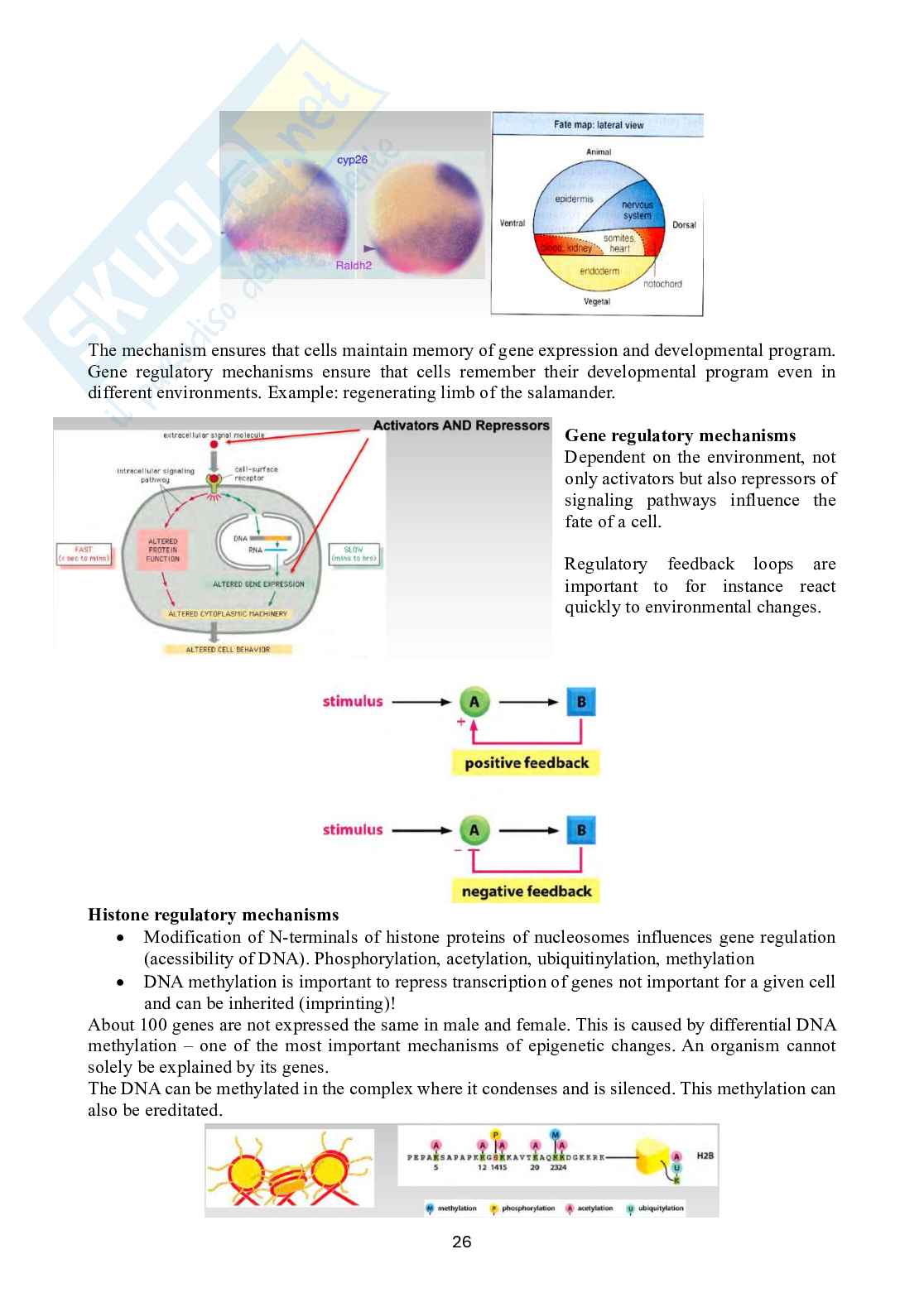 Biologia dello sviluppo Pag. 26