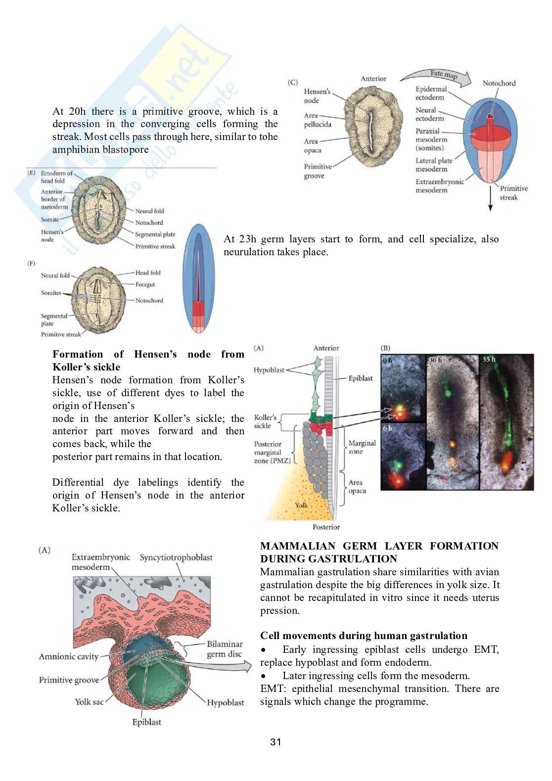 Biologia dello sviluppo Pag. 31