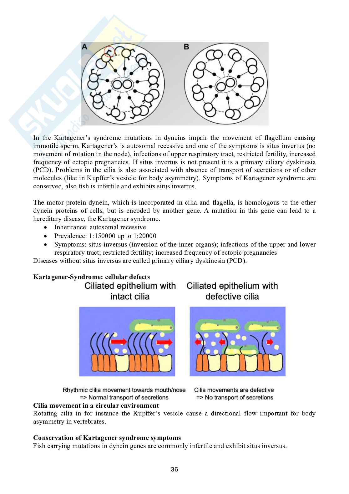 Biologia dello sviluppo Pag. 36