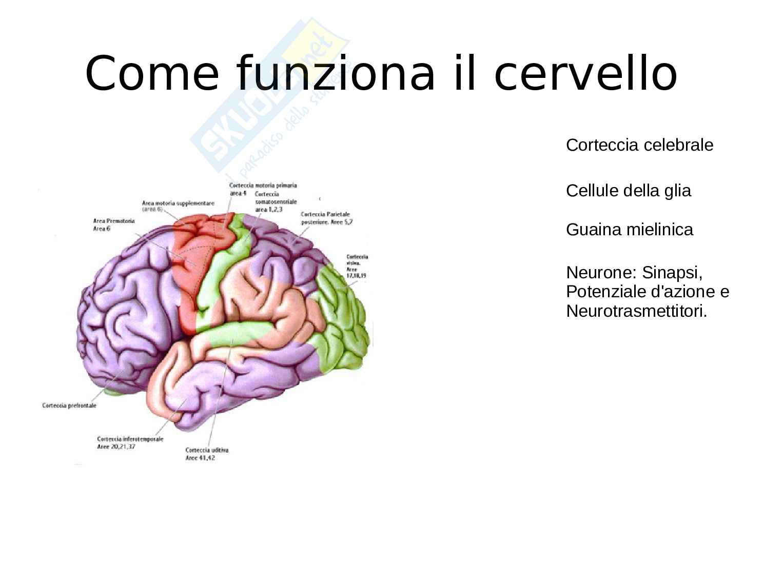 Bellezza oggettiva tesina Pag. 2