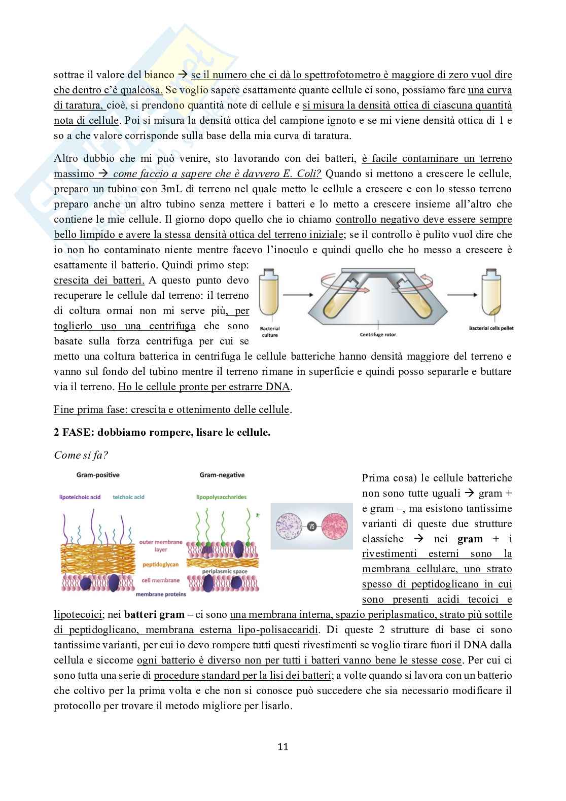 Appunti di Ingegneria genetica  Pag. 11