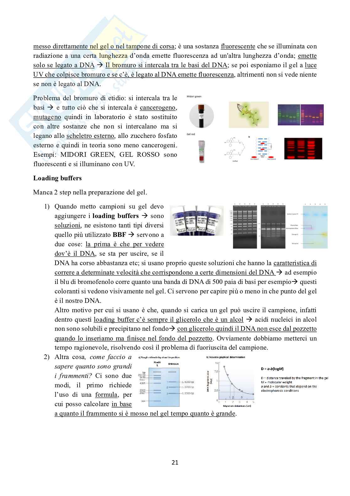 Appunti di Ingegneria genetica  Pag. 21