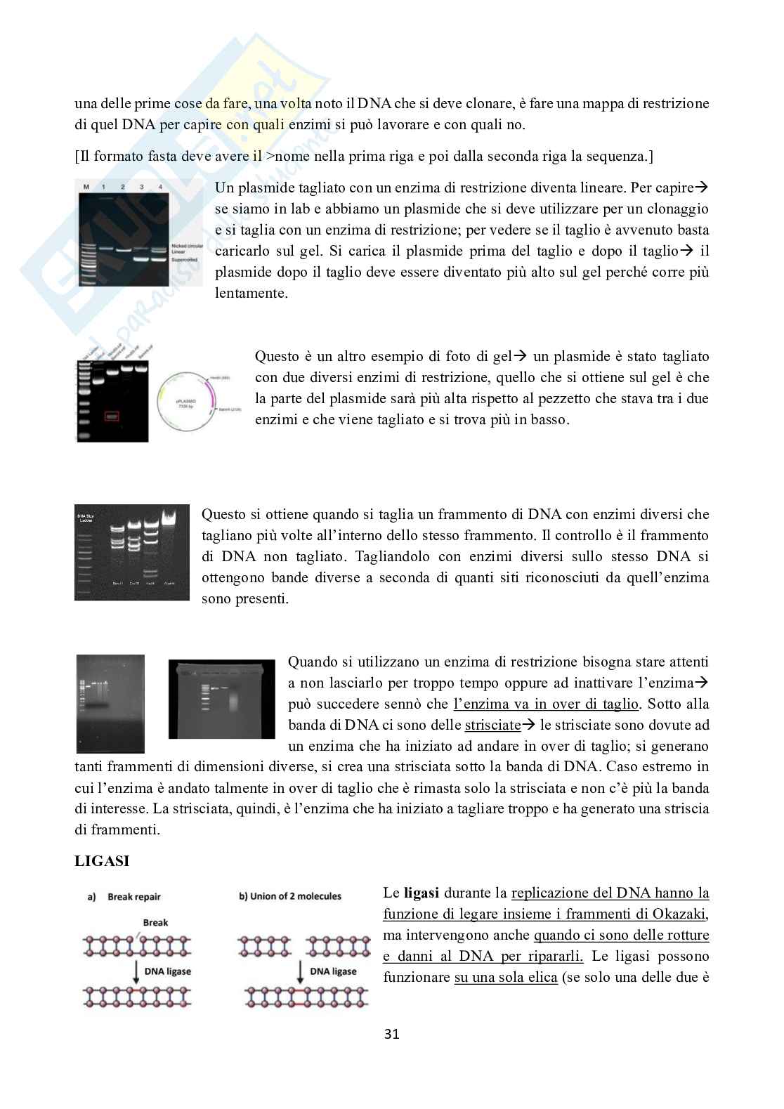 Appunti di Ingegneria genetica  Pag. 31