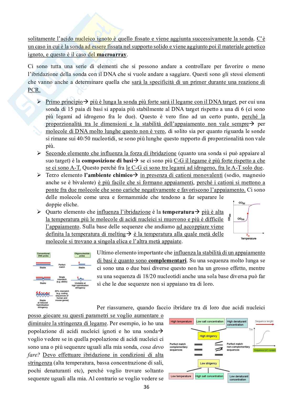 Appunti di Ingegneria genetica  Pag. 36