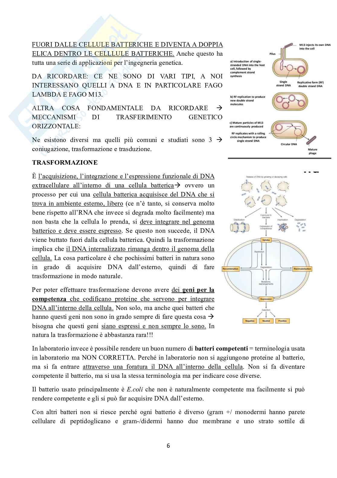 Appunti di Ingegneria genetica  Pag. 6