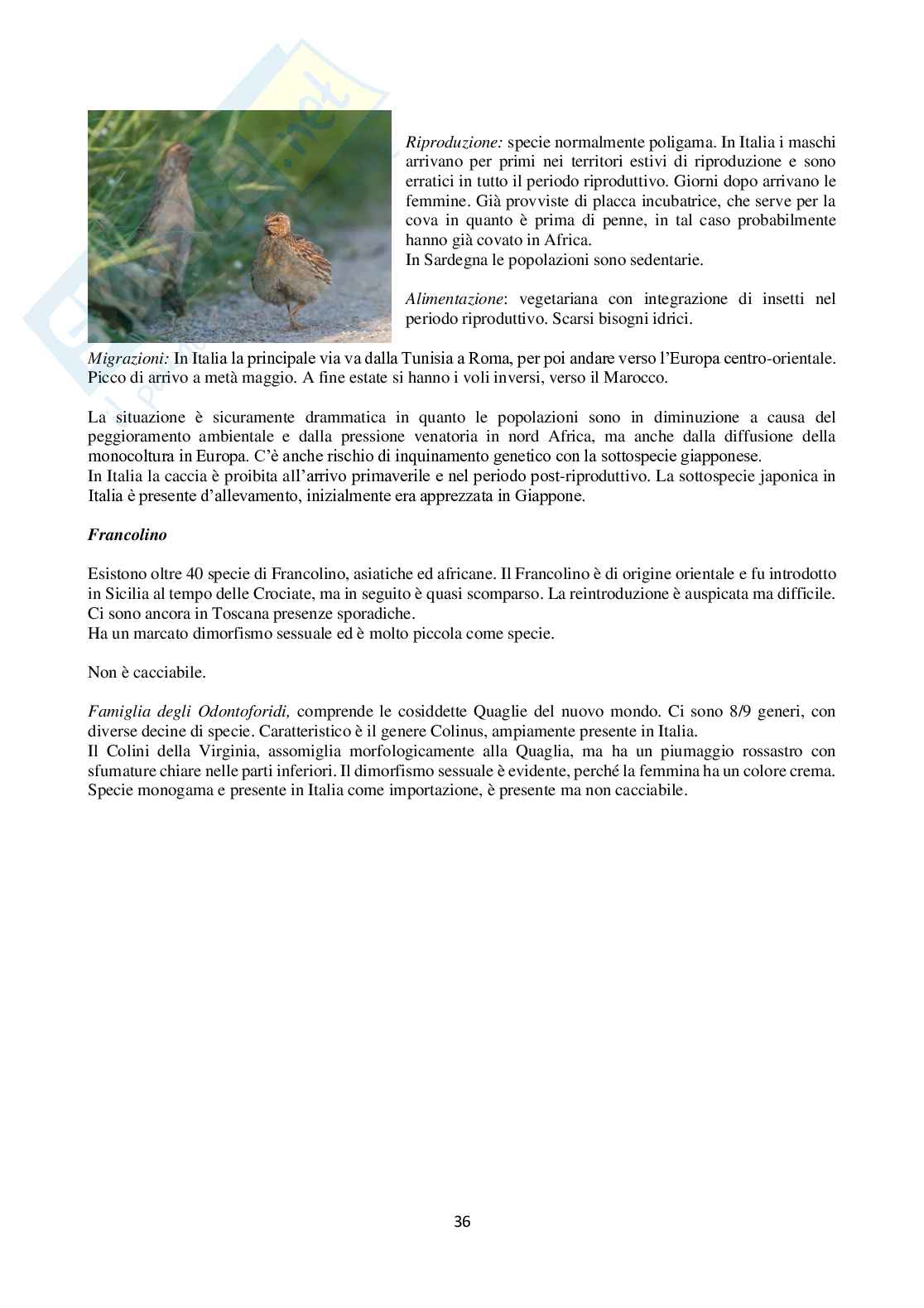Classificazione degli uccelli e mammiferi Pag. 36