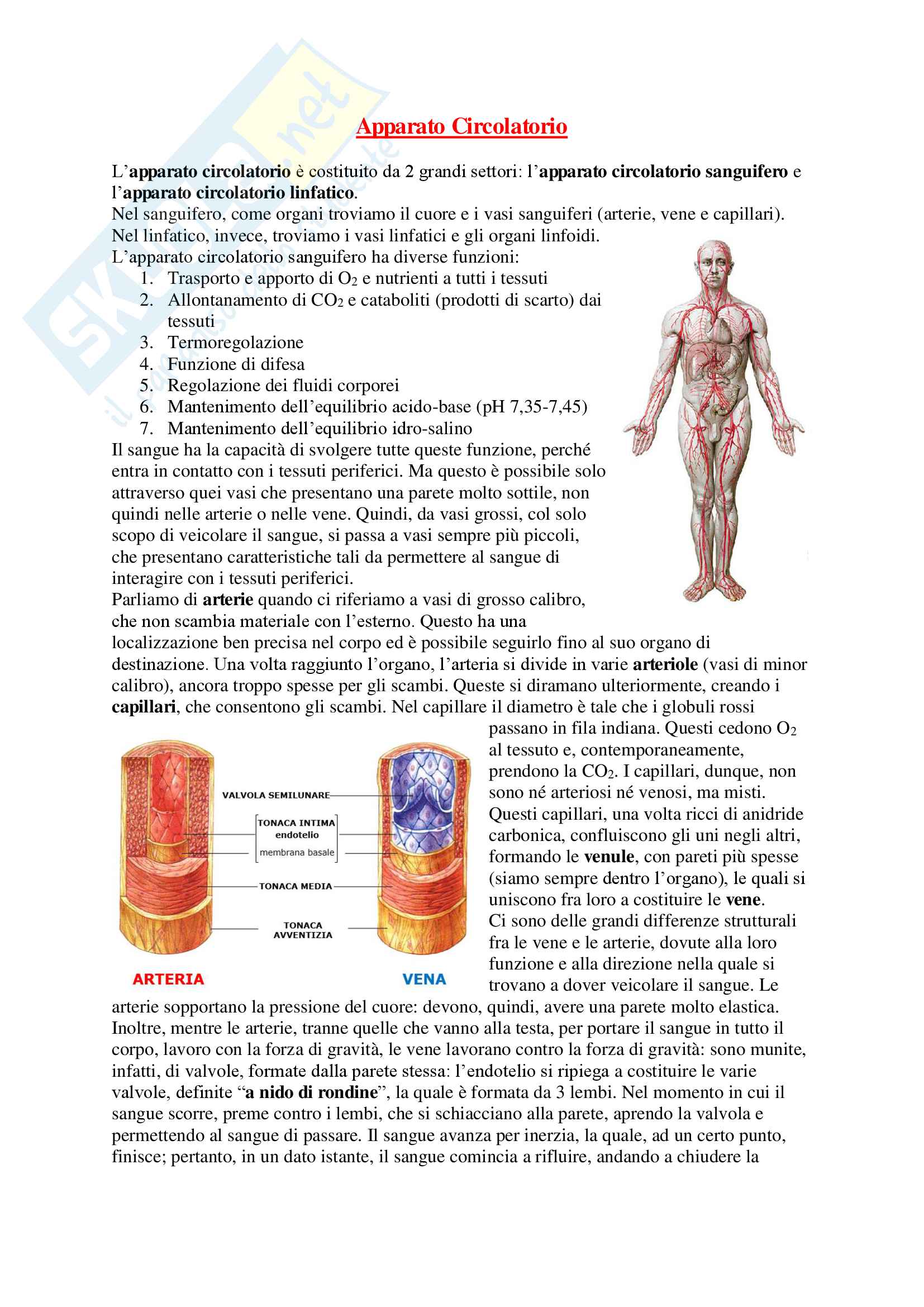 Anatomia - Appunti Completi Pag. 21