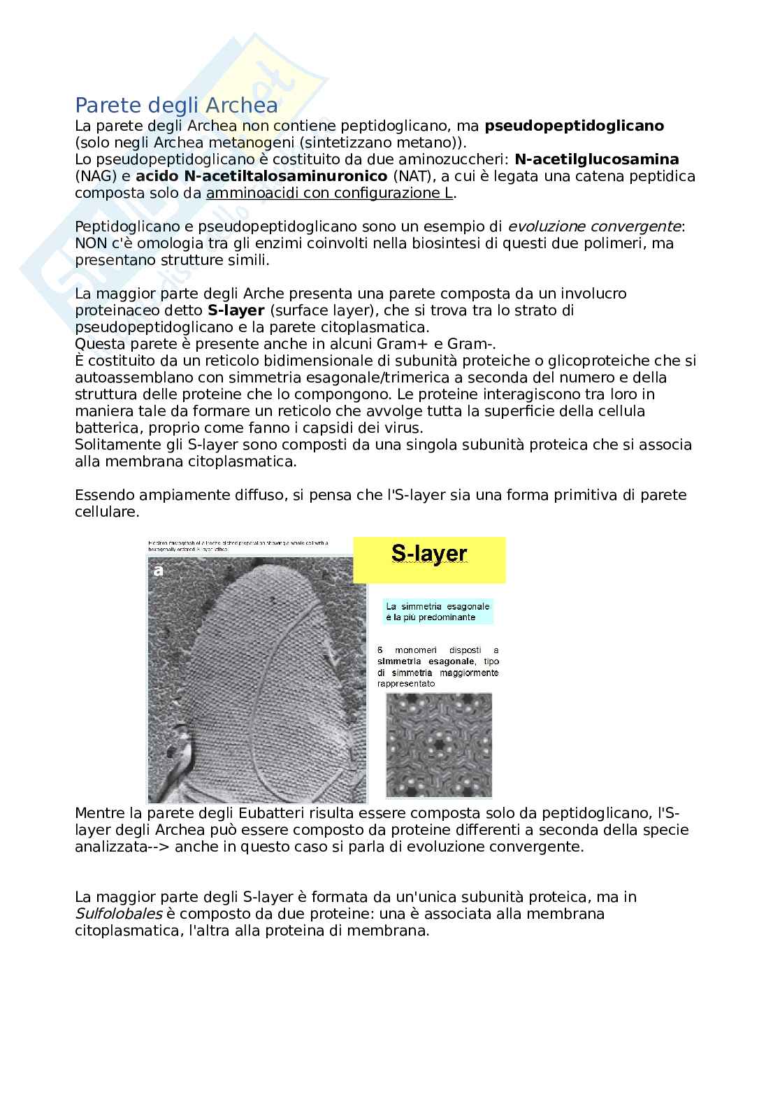 Microbiologia (Parte di batteriologia) Pag. 21