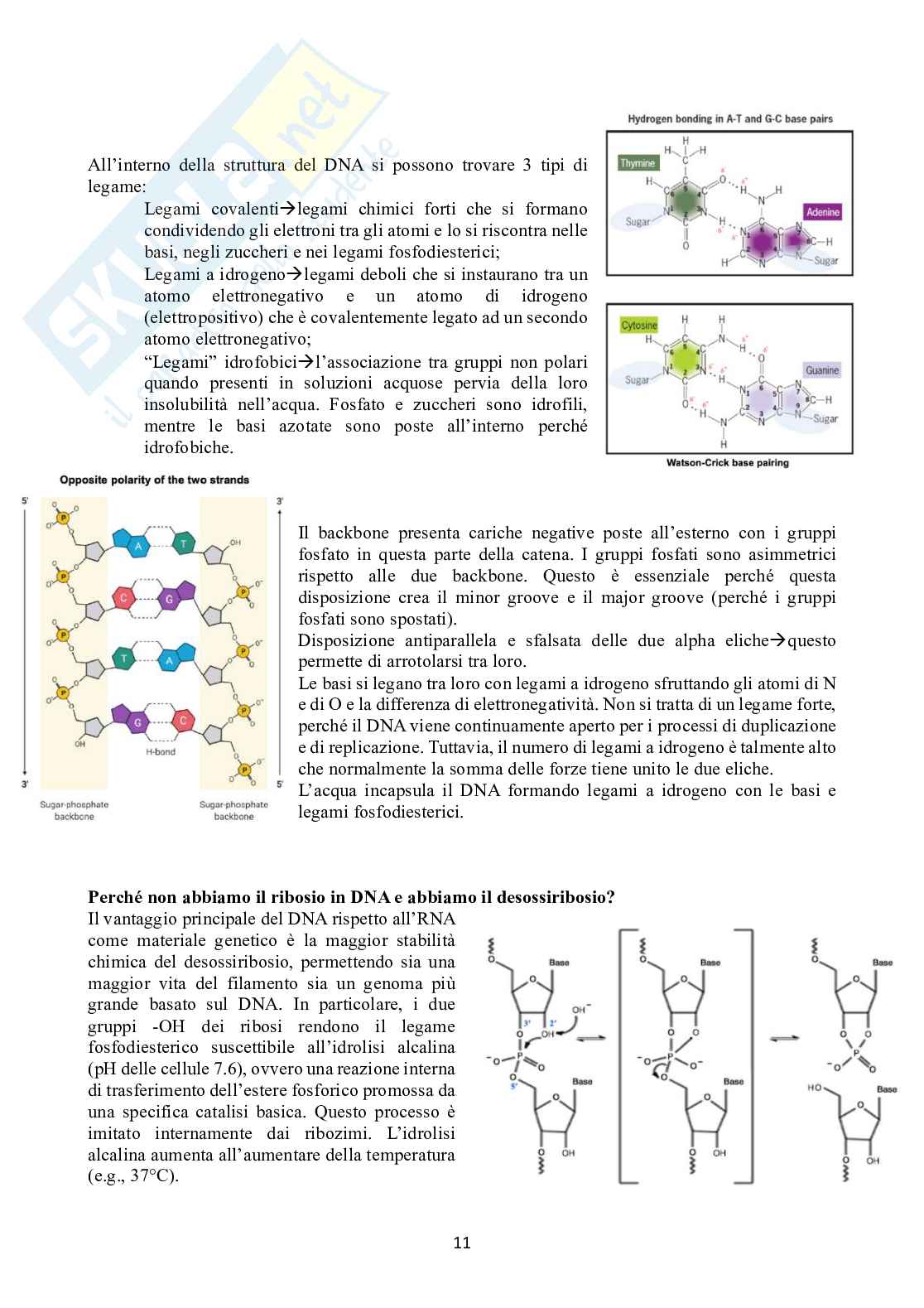 Biologia molecolare Pag. 11
