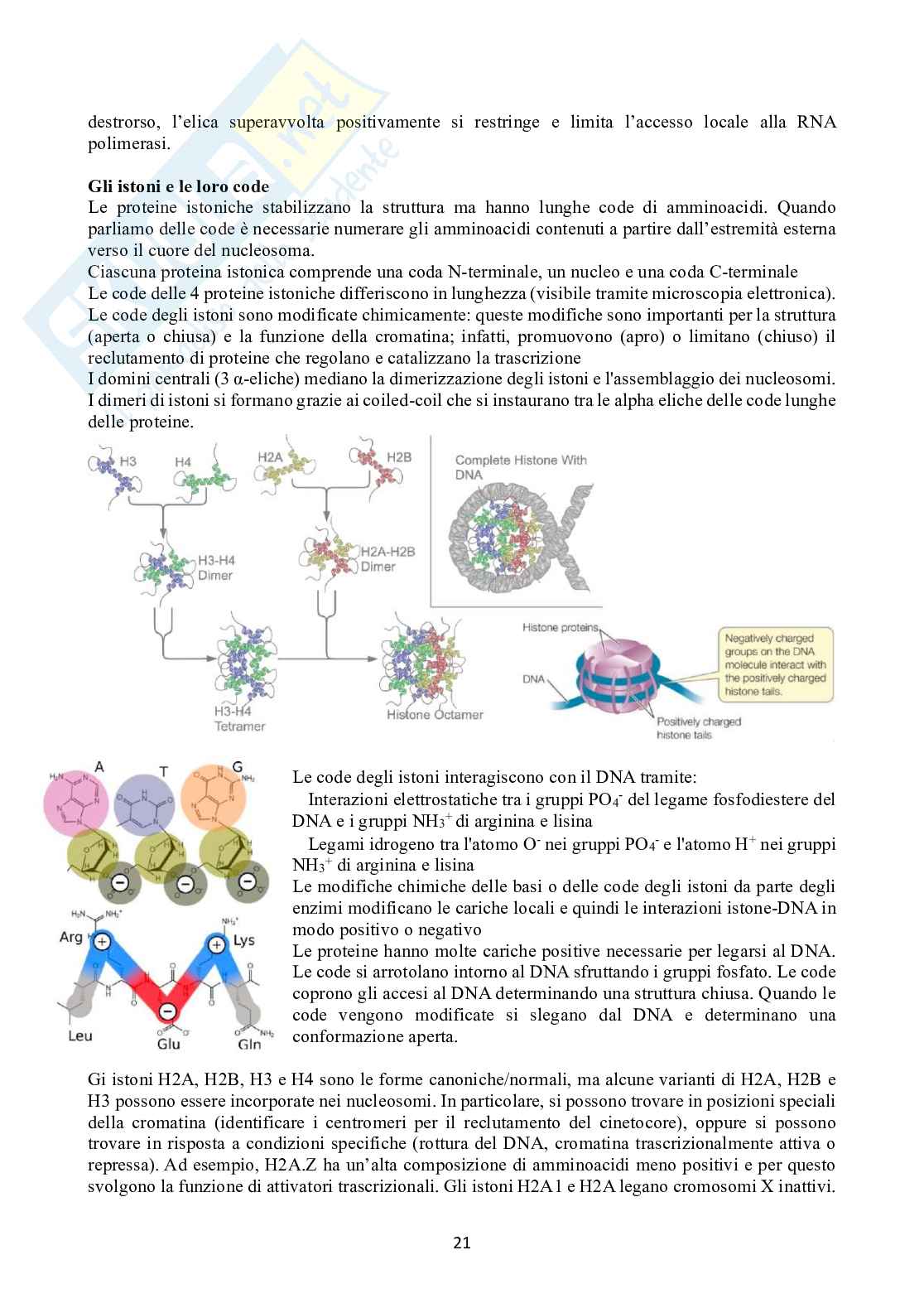 Biologia molecolare Pag. 21