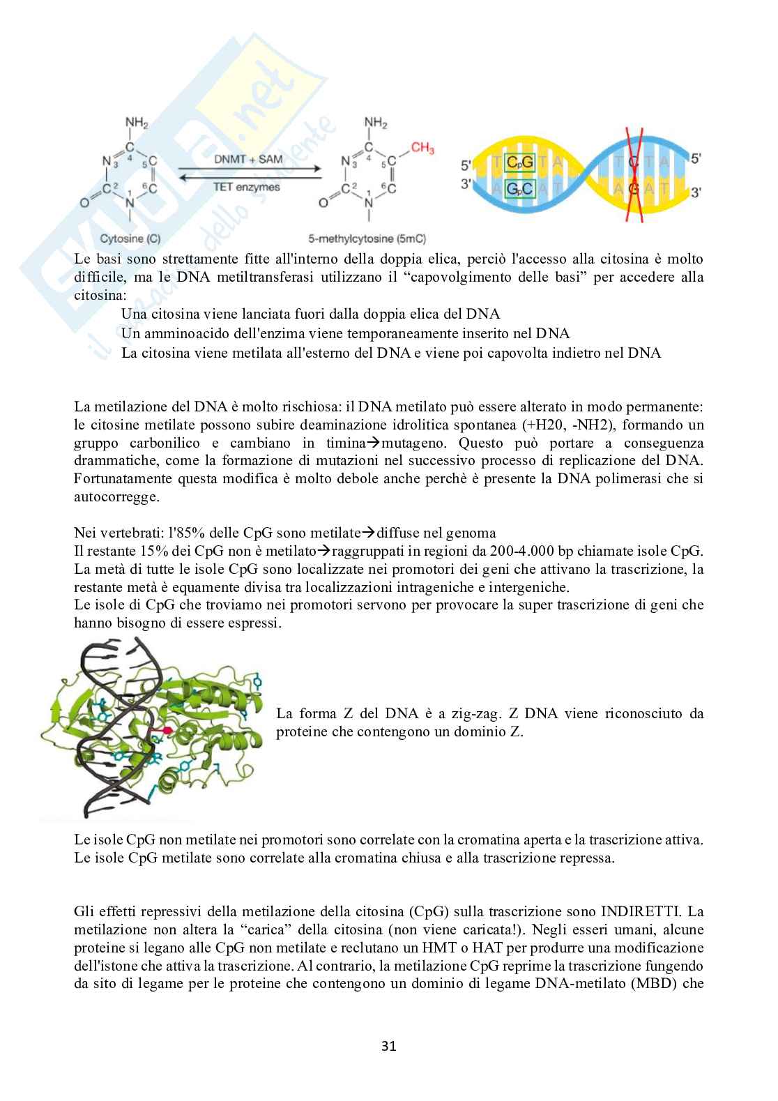 Biologia molecolare Pag. 31