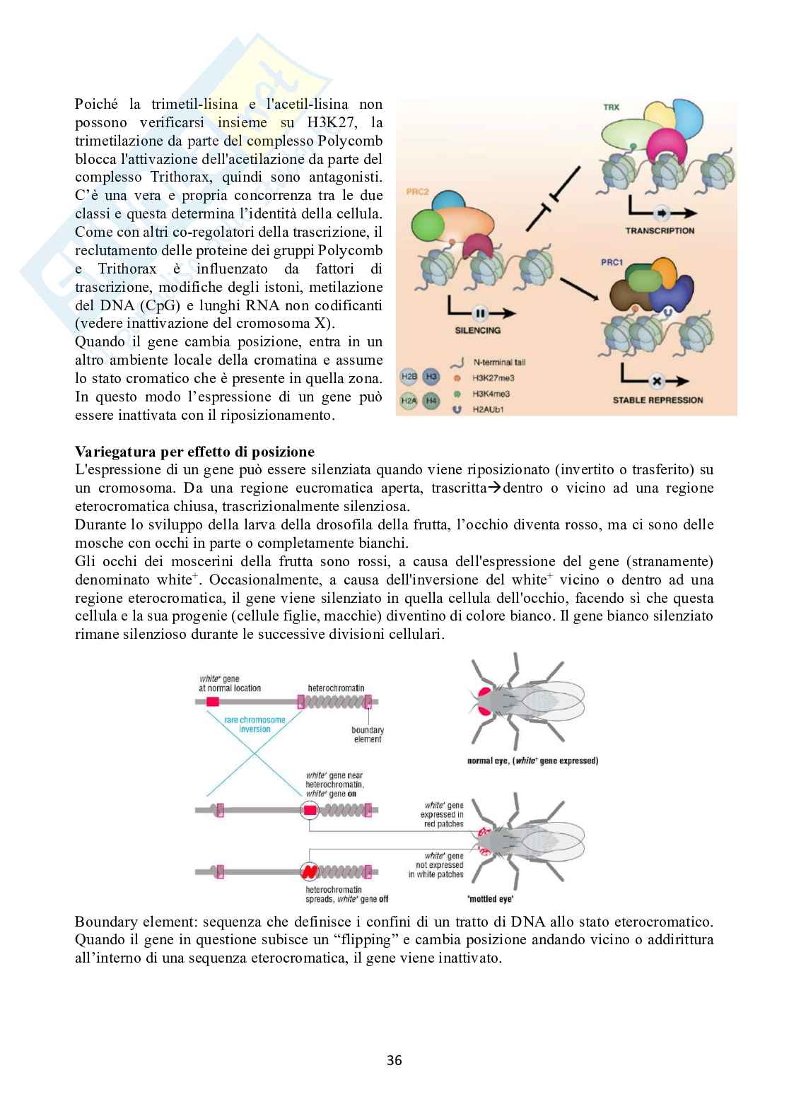 Biologia molecolare Pag. 36