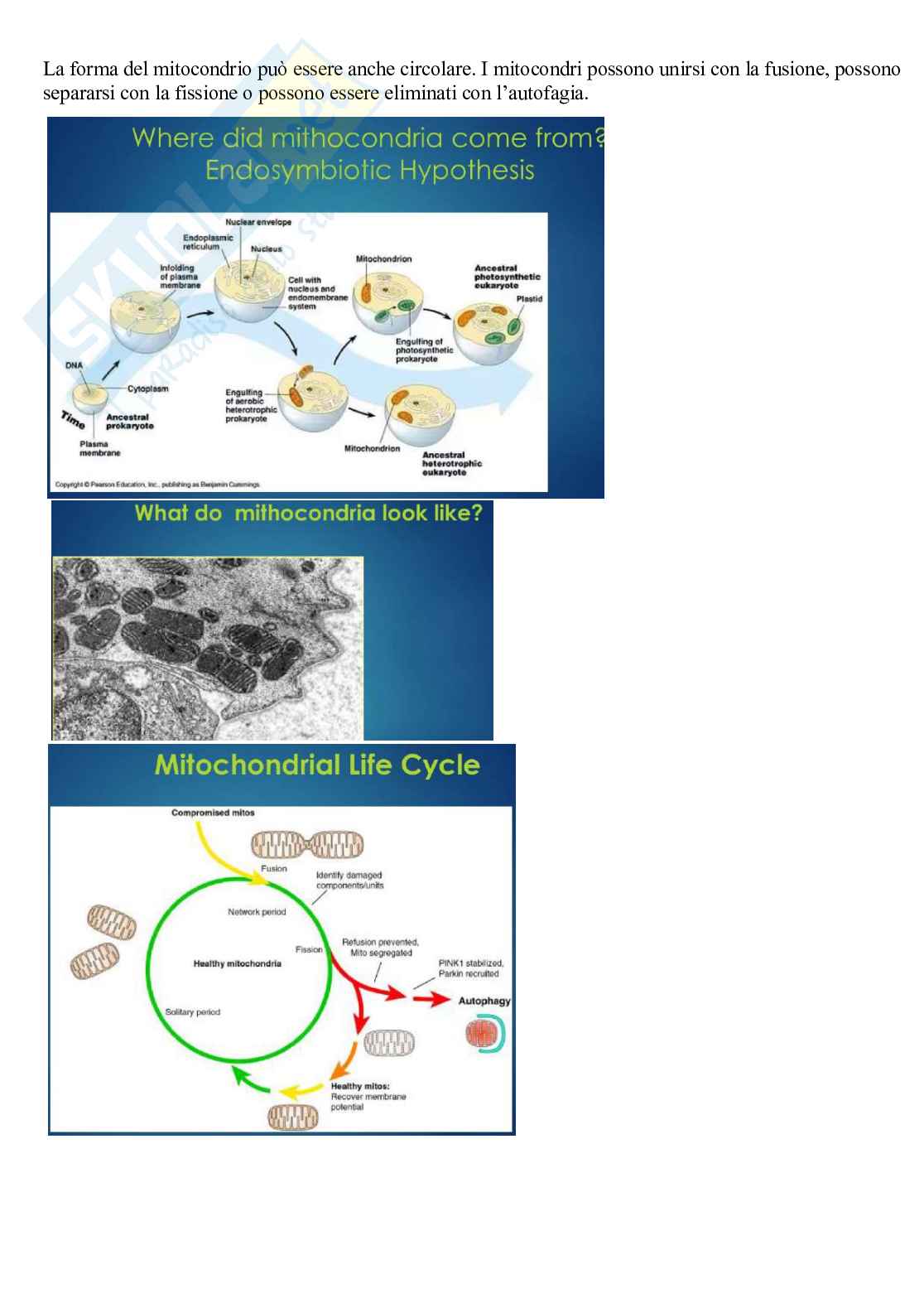 Appunti Biologia molecolare Pag. 31