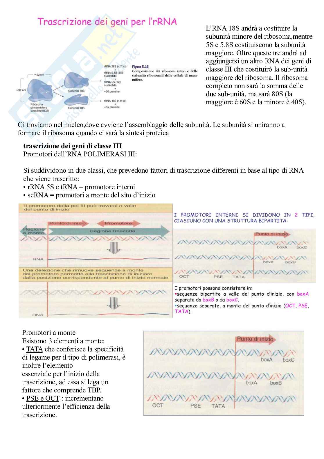 Appunti Biologia molecolare Pag. 56
