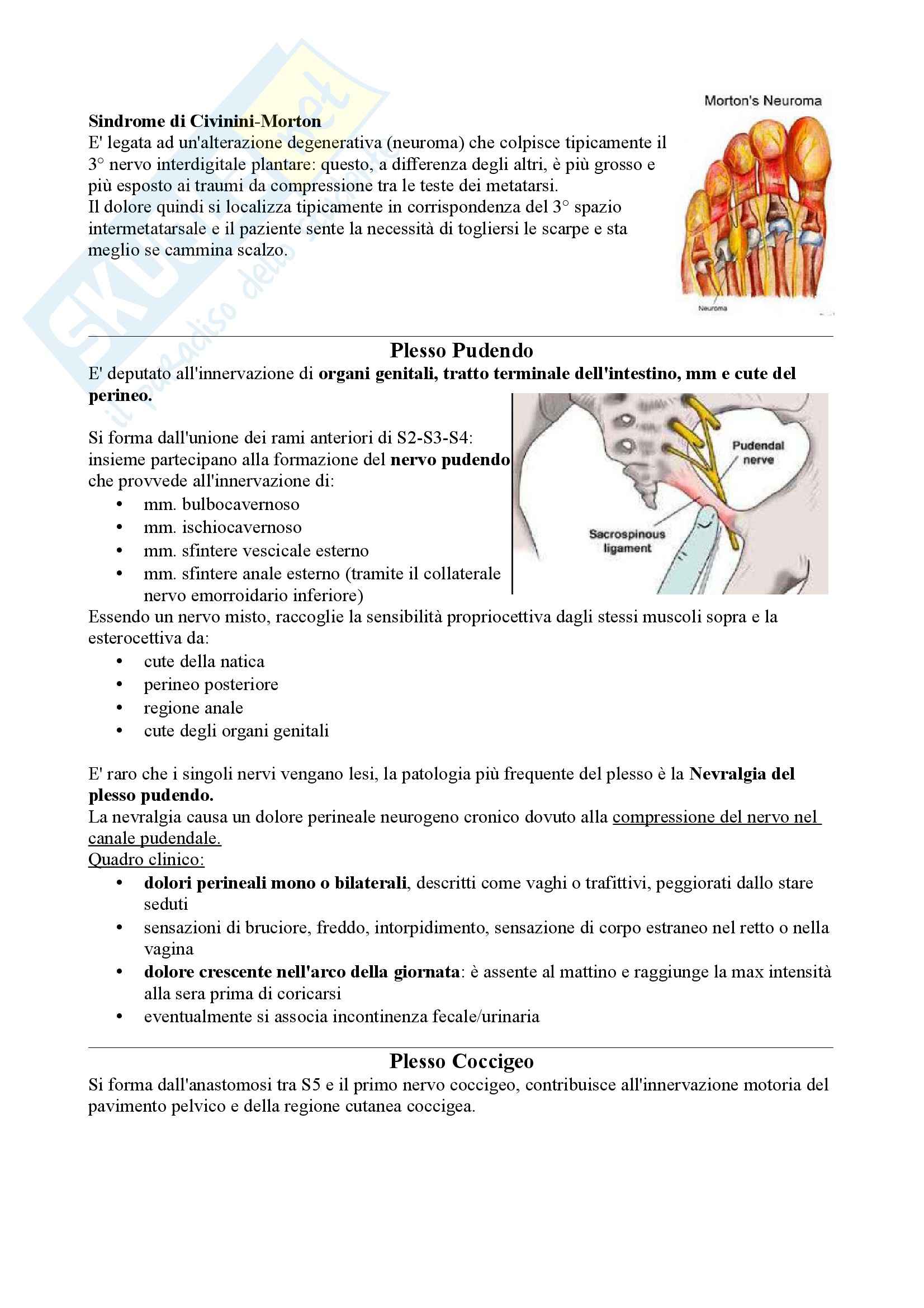 Poster Sistema Nervoso Periferico