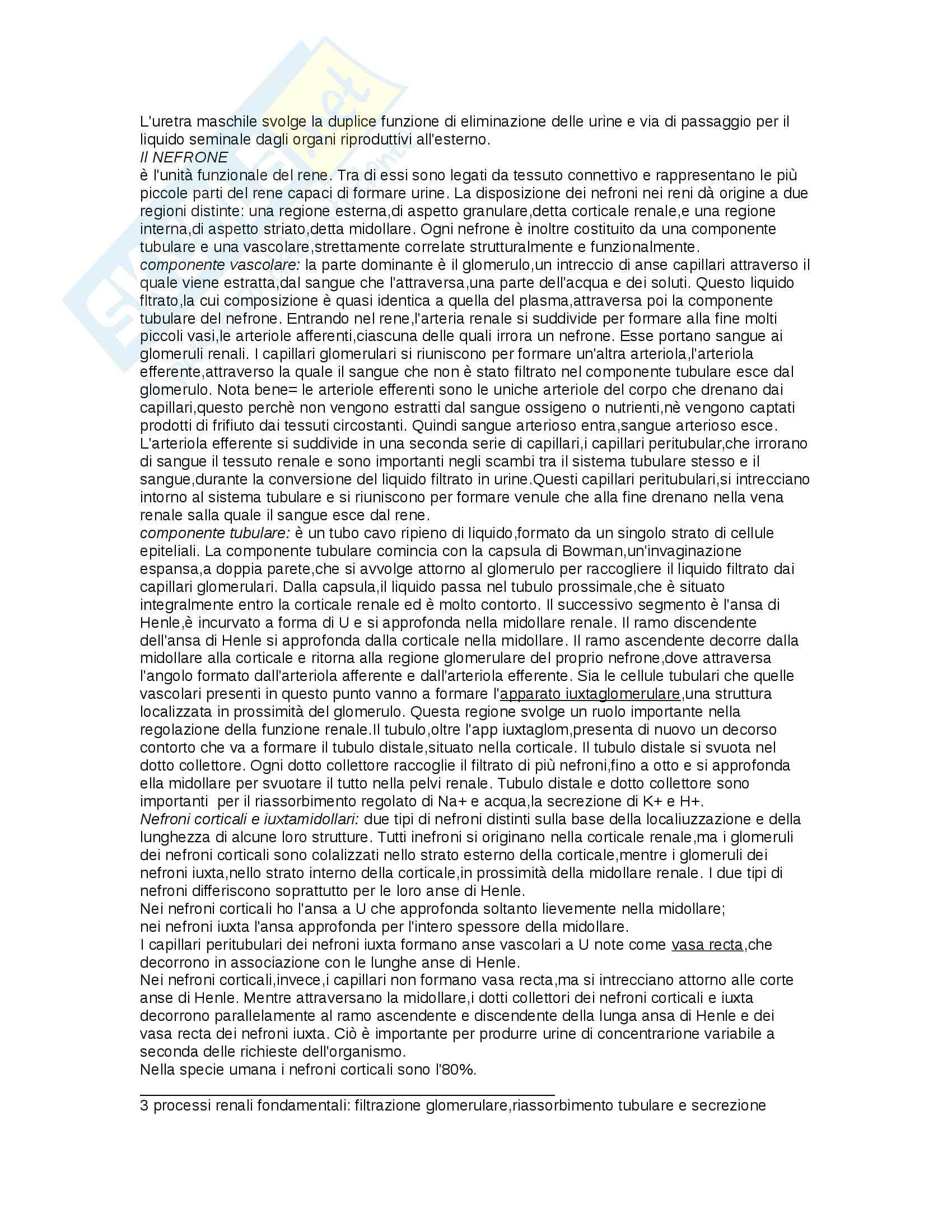 Sistema urinario, Fisiologia degli apparati Pag. 2