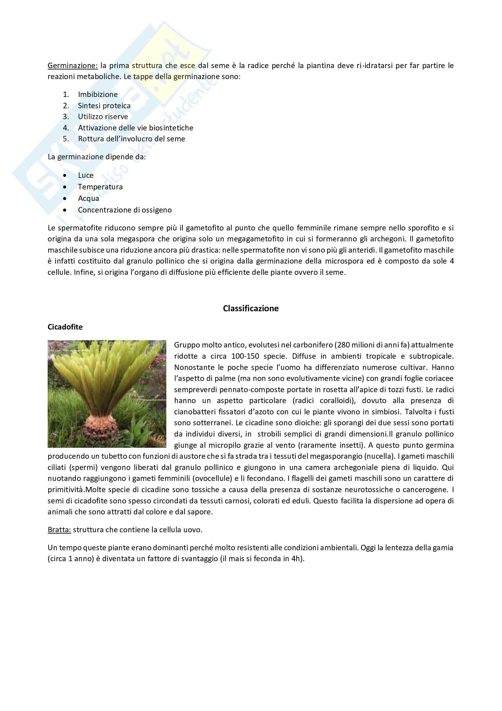 Sistematica Vegetale, prof. Labra Pag. 31