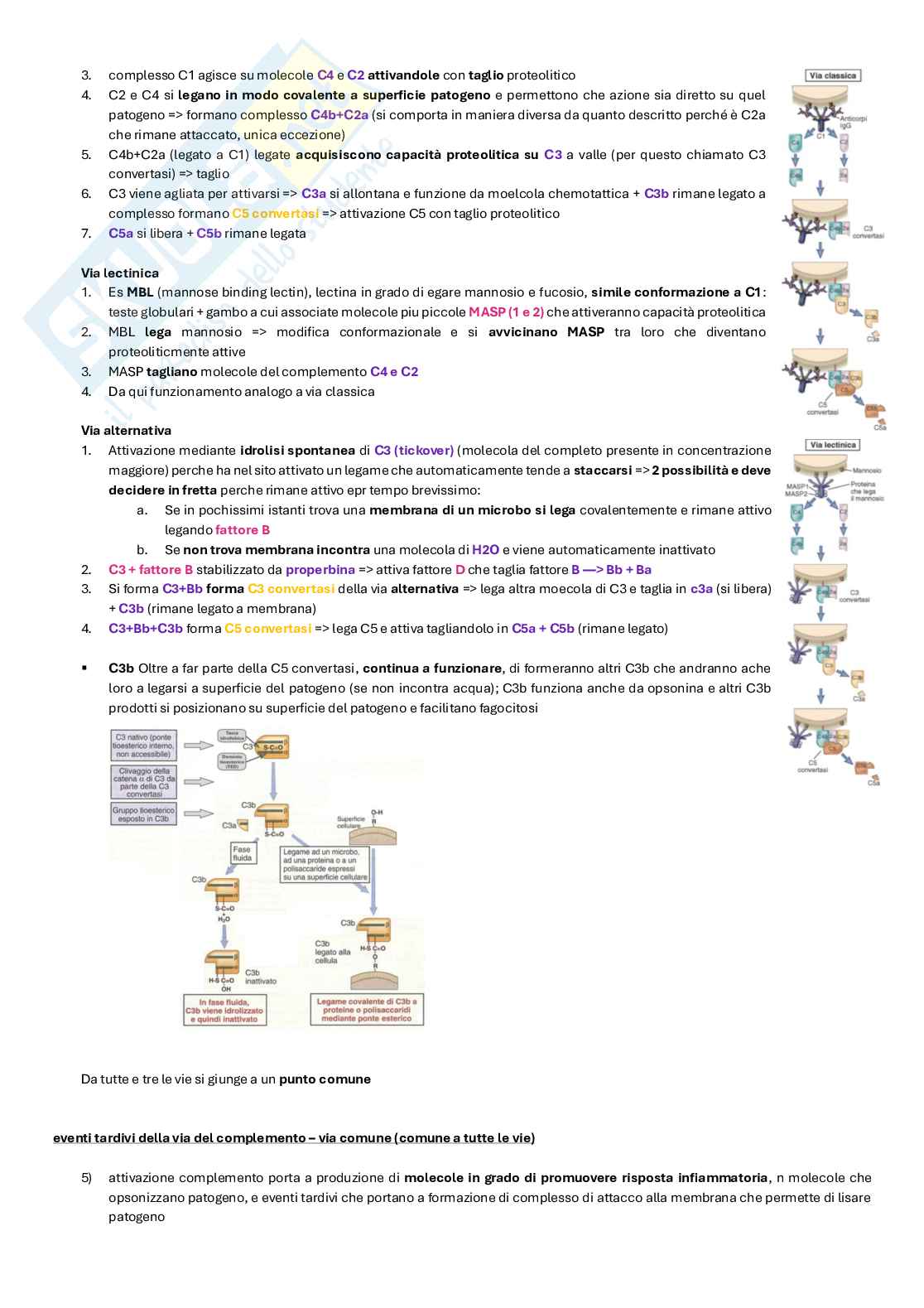 Appunti completi di Immunologia per esame  Pag. 21