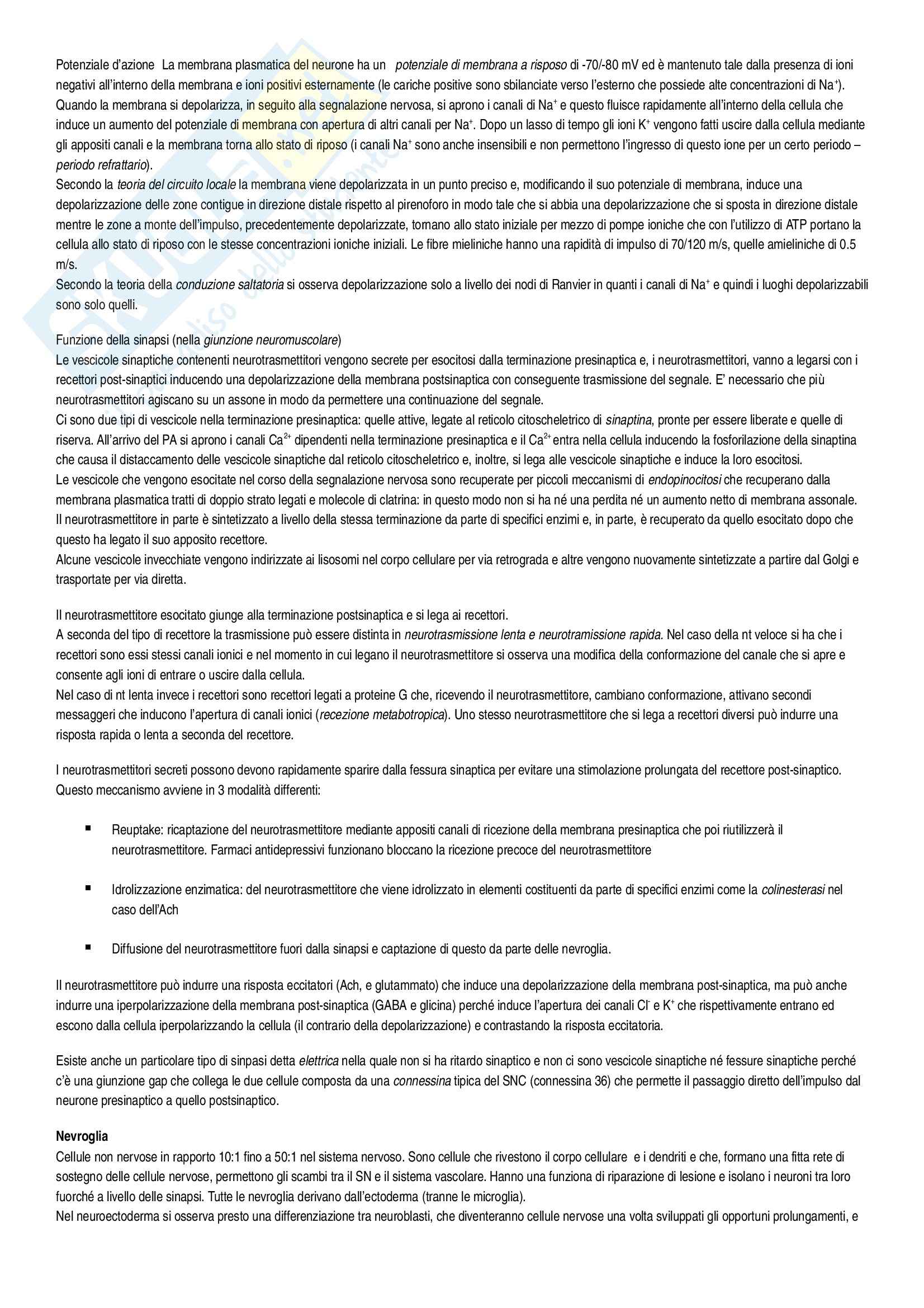 Riassunto esame Istologia, Istologia Monesi, prof. Canipari Pag. 36