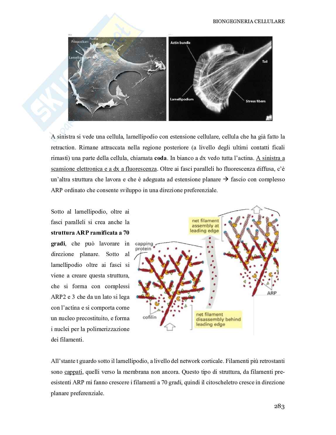 Appunti corso Bioingegneria cellulare pt.2 Pag. 11