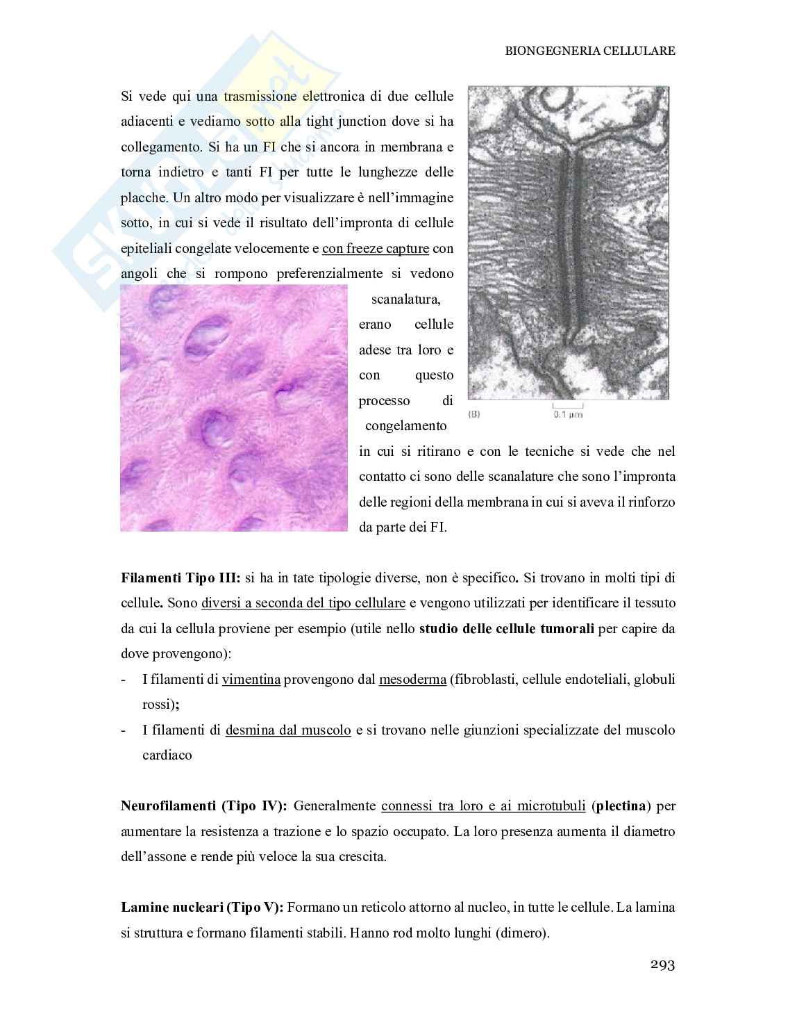 Appunti corso Bioingegneria cellulare pt.2 Pag. 21
