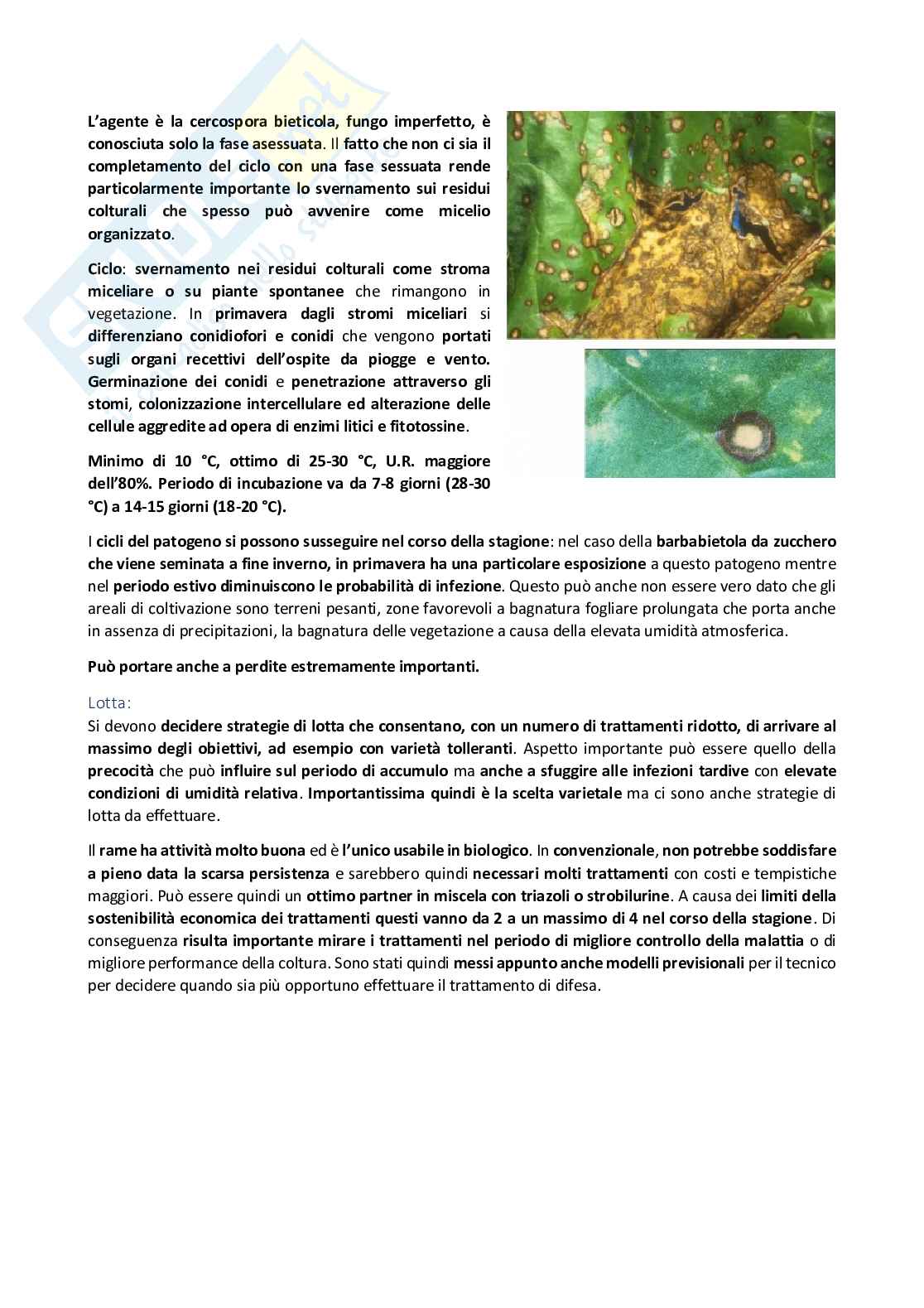 Patologia vegetale speciale Pag. 41