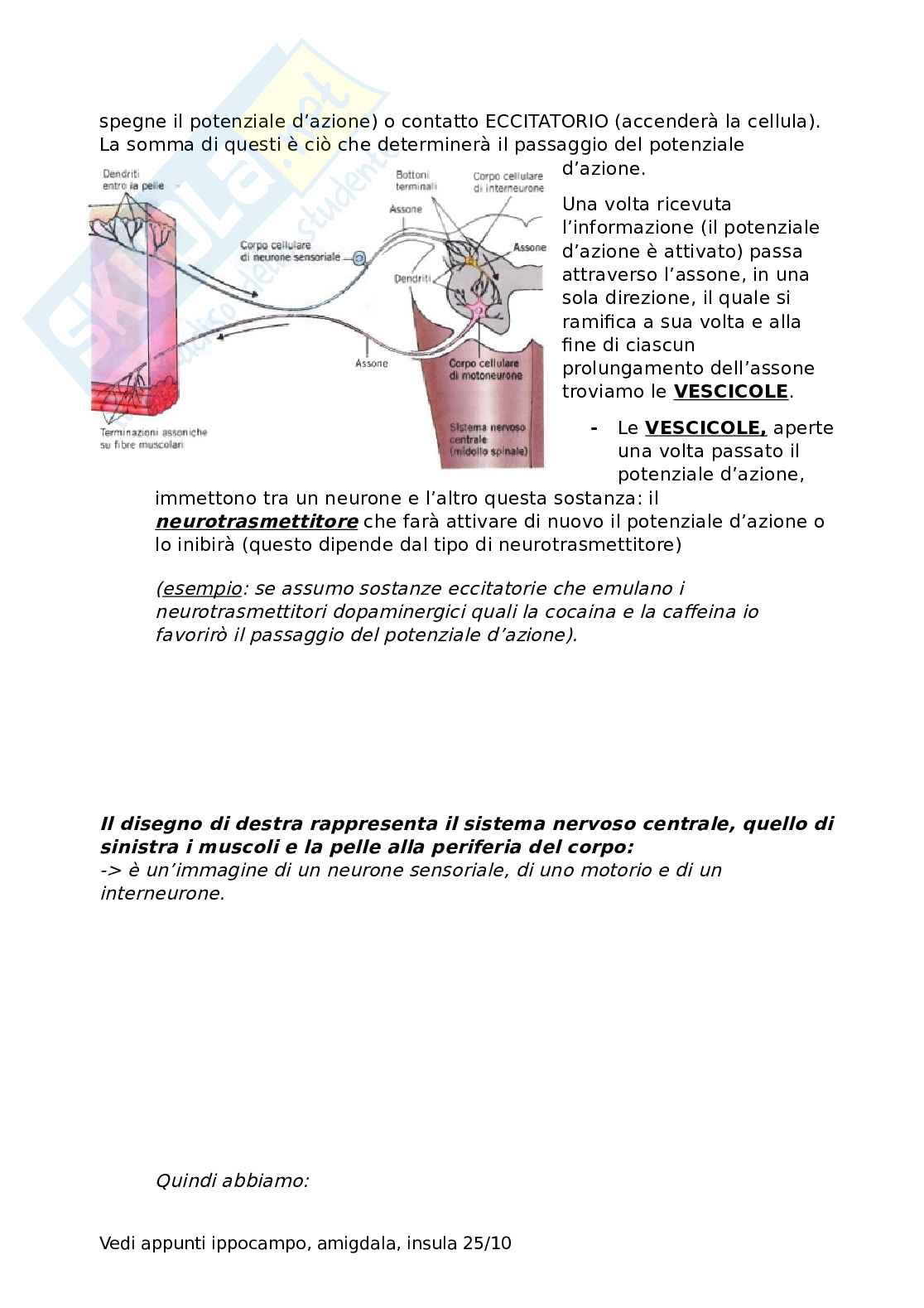 Appunti Neuroscienze Pag. 21