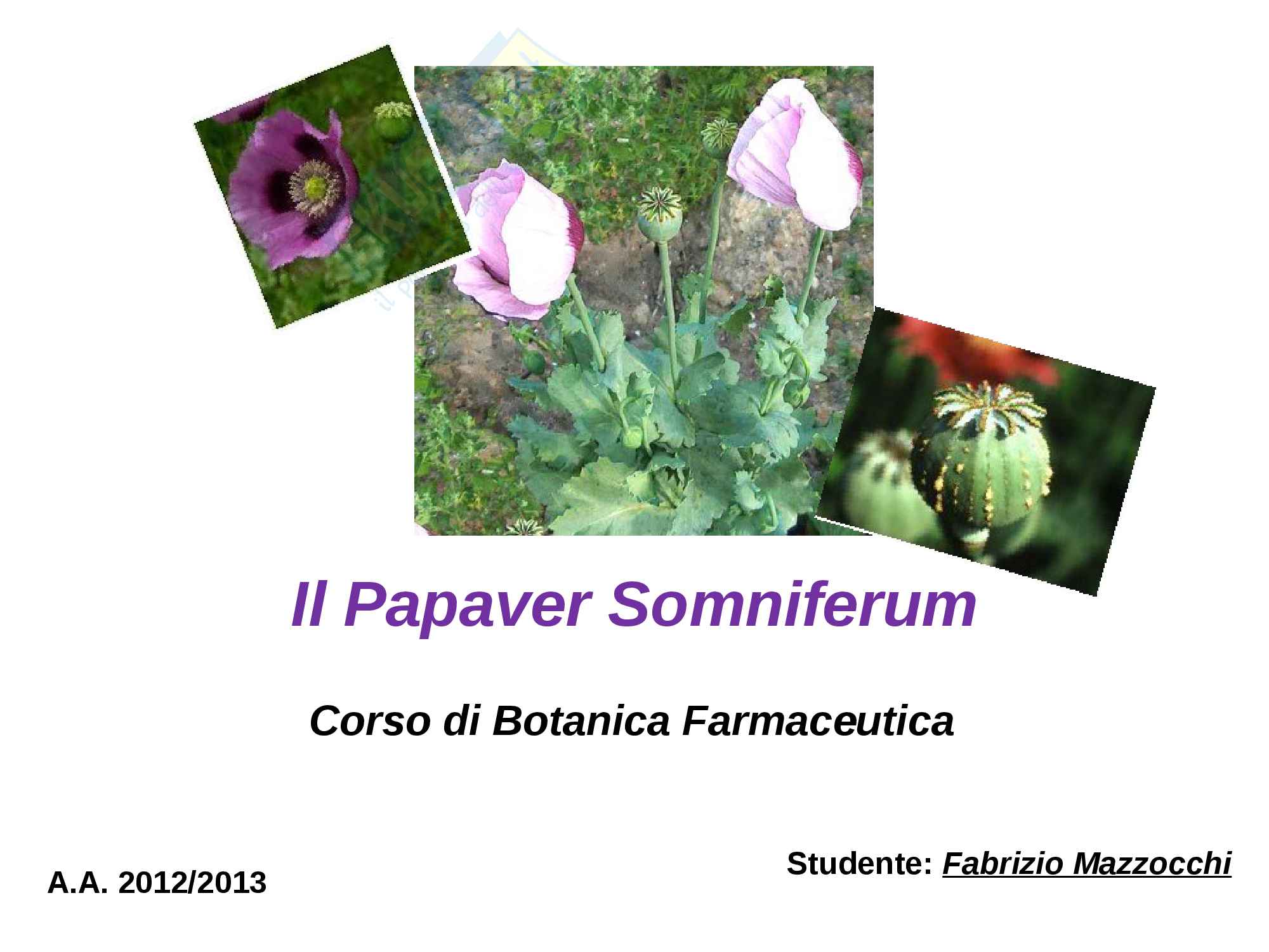 Tesina di Botanica Farmaceutica, prof. Serafini Mauro Pag. 1