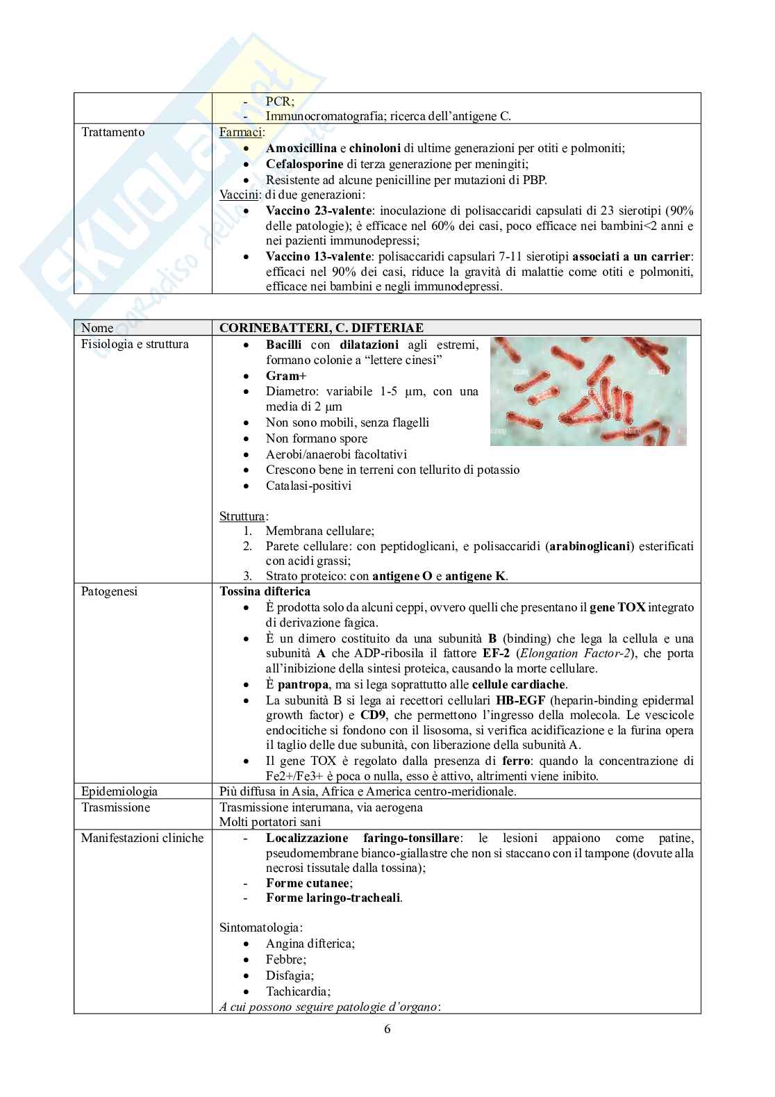 Schemi di Batteriologia Pag. 6
