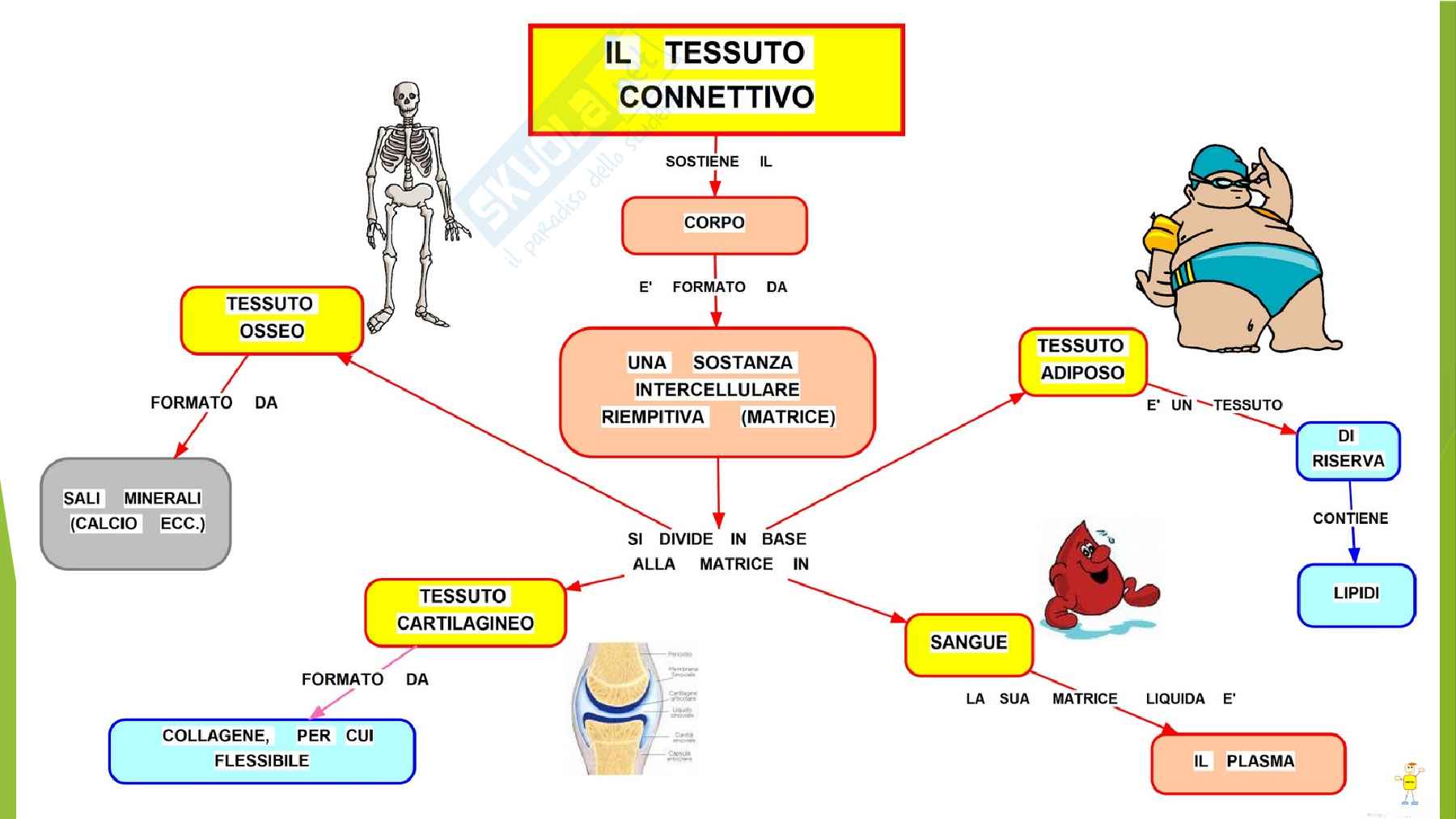 Anatomia  Pag. 1