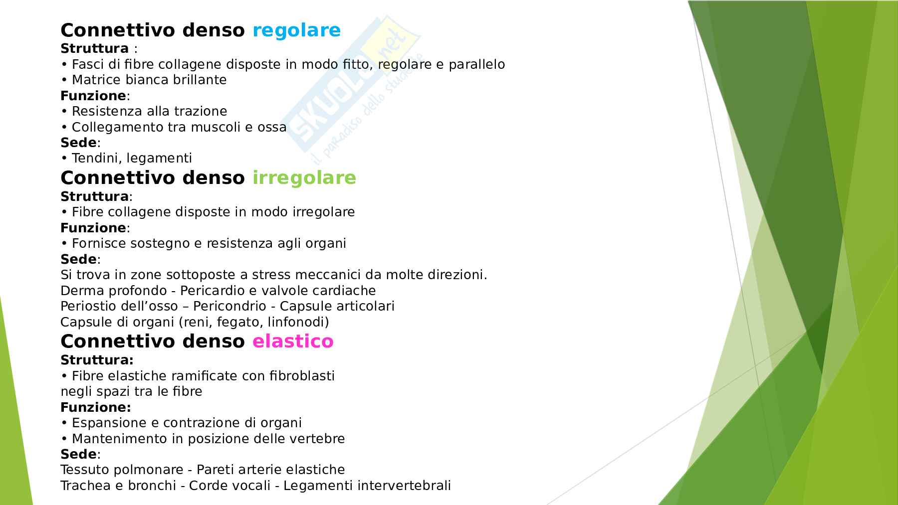 Anatomia  Pag. 16