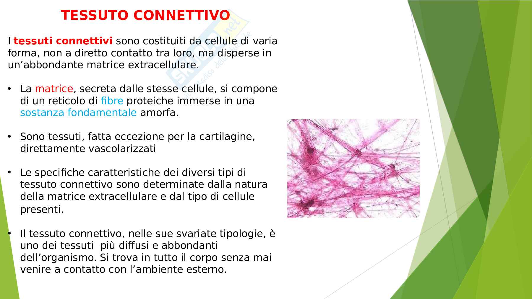 Anatomia  Pag. 2