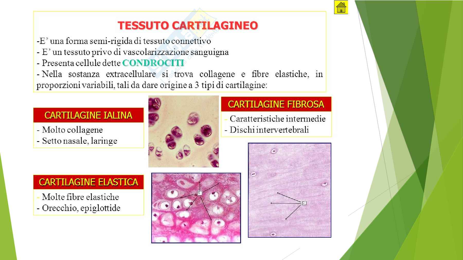 Anatomia  Pag. 21