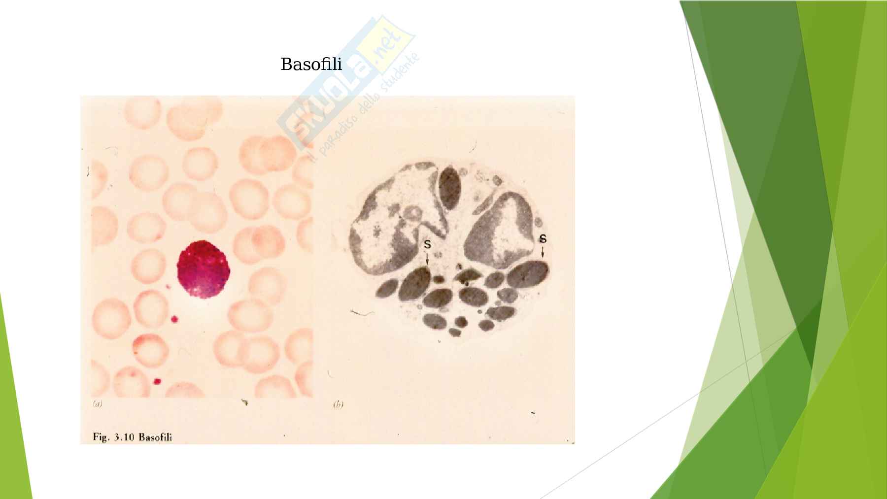 Anatomia  Pag. 31