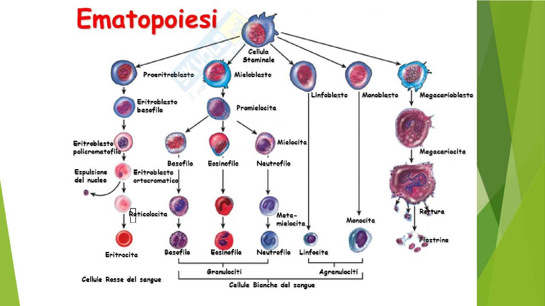 Anatomia  Pag. 41
