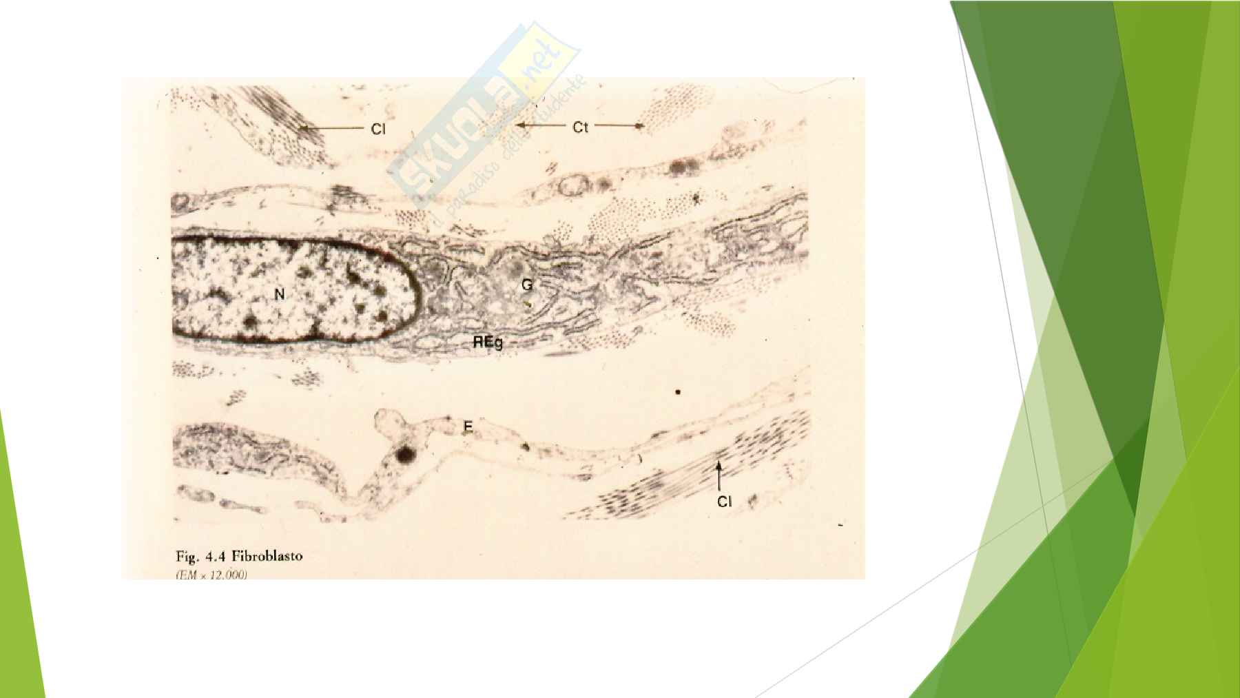 Anatomia  Pag. 6