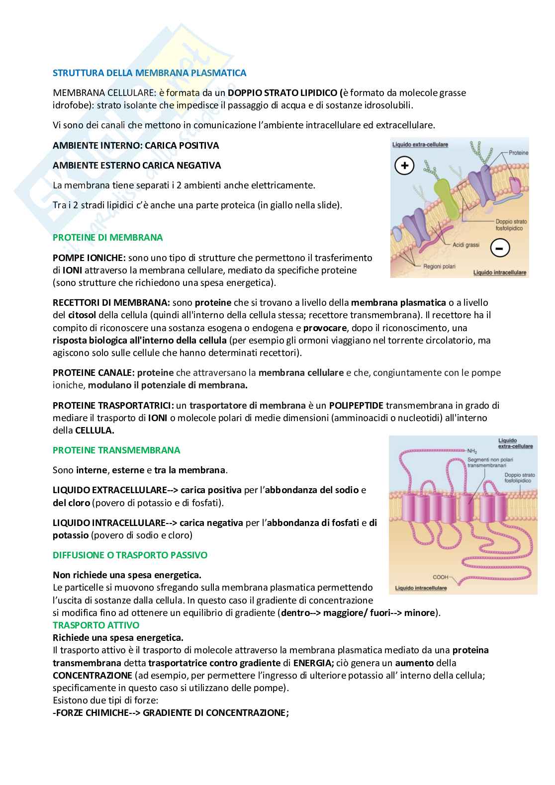 Fisiologia – Appunti completi e schematici per l’esame Pag. 1