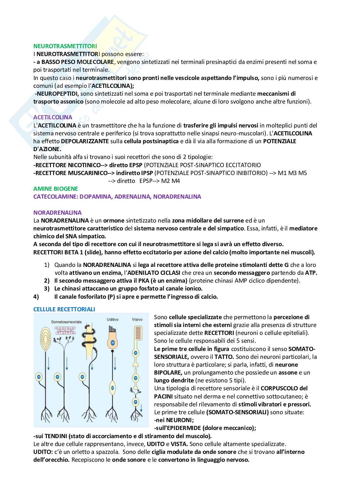 Fisiologia – Appunti completi e schematici per l’esame Pag. 11