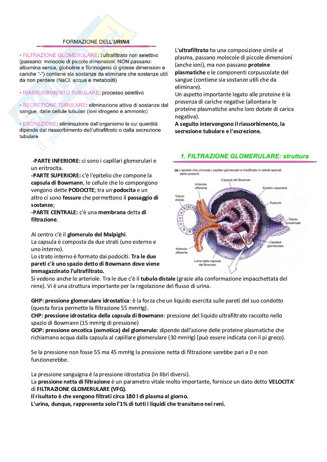 Fisiologia – Appunti completi e schematici per l’esame Pag. 36