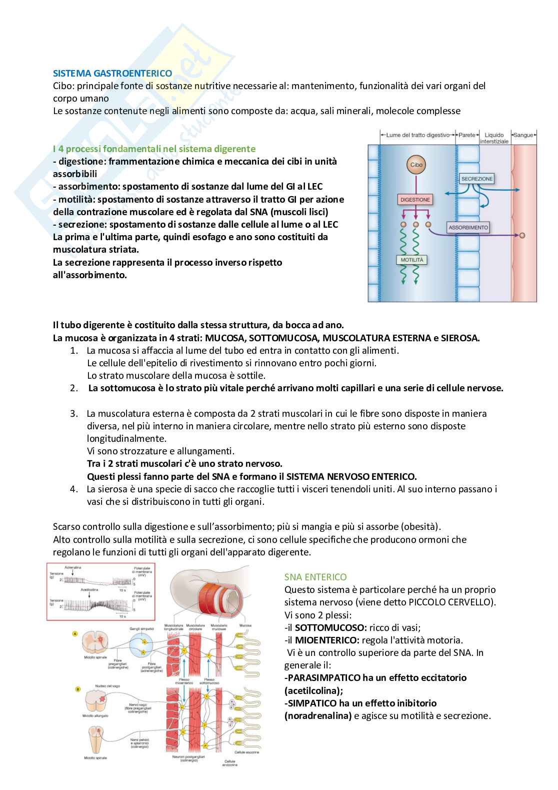 Fisiologia – Appunti completi e schematici per l’esame Pag. 41