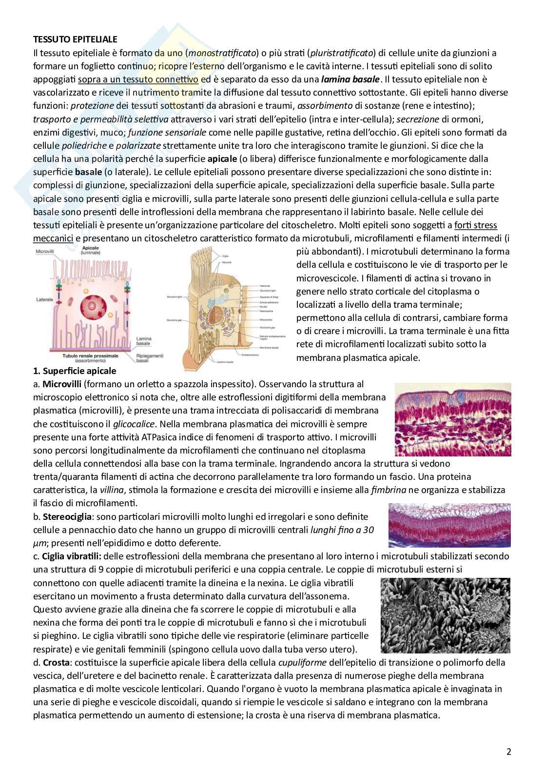 Appunti di istologia per l'esame  Pag. 2