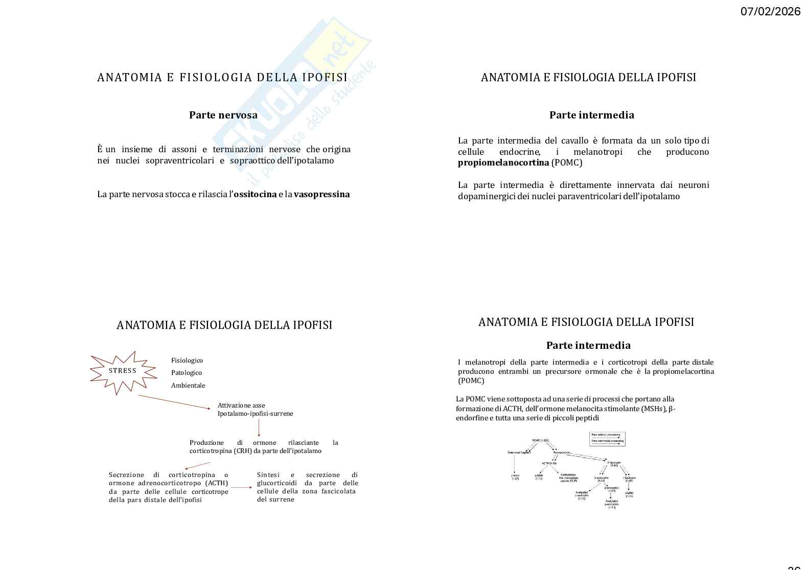 Caso clinico 3 Clinica medica veterinaria Pag. 36