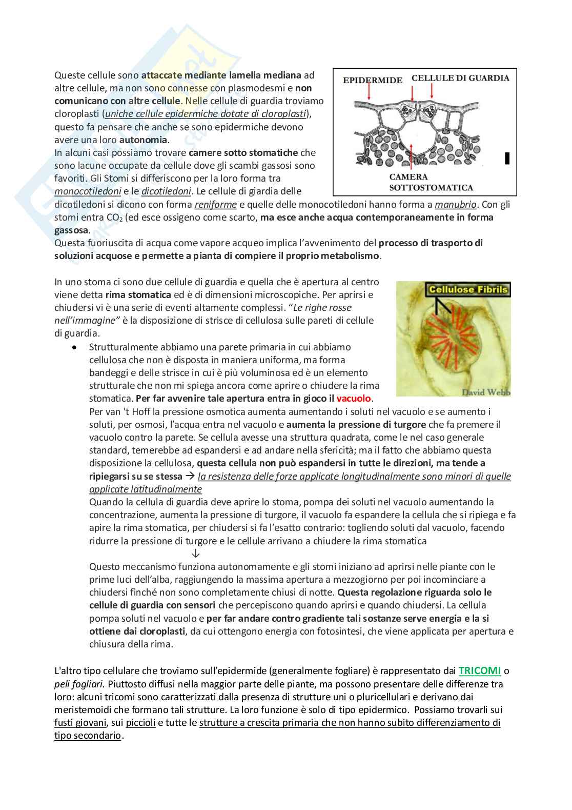 Appunti Biologia vegetale Pag. 51