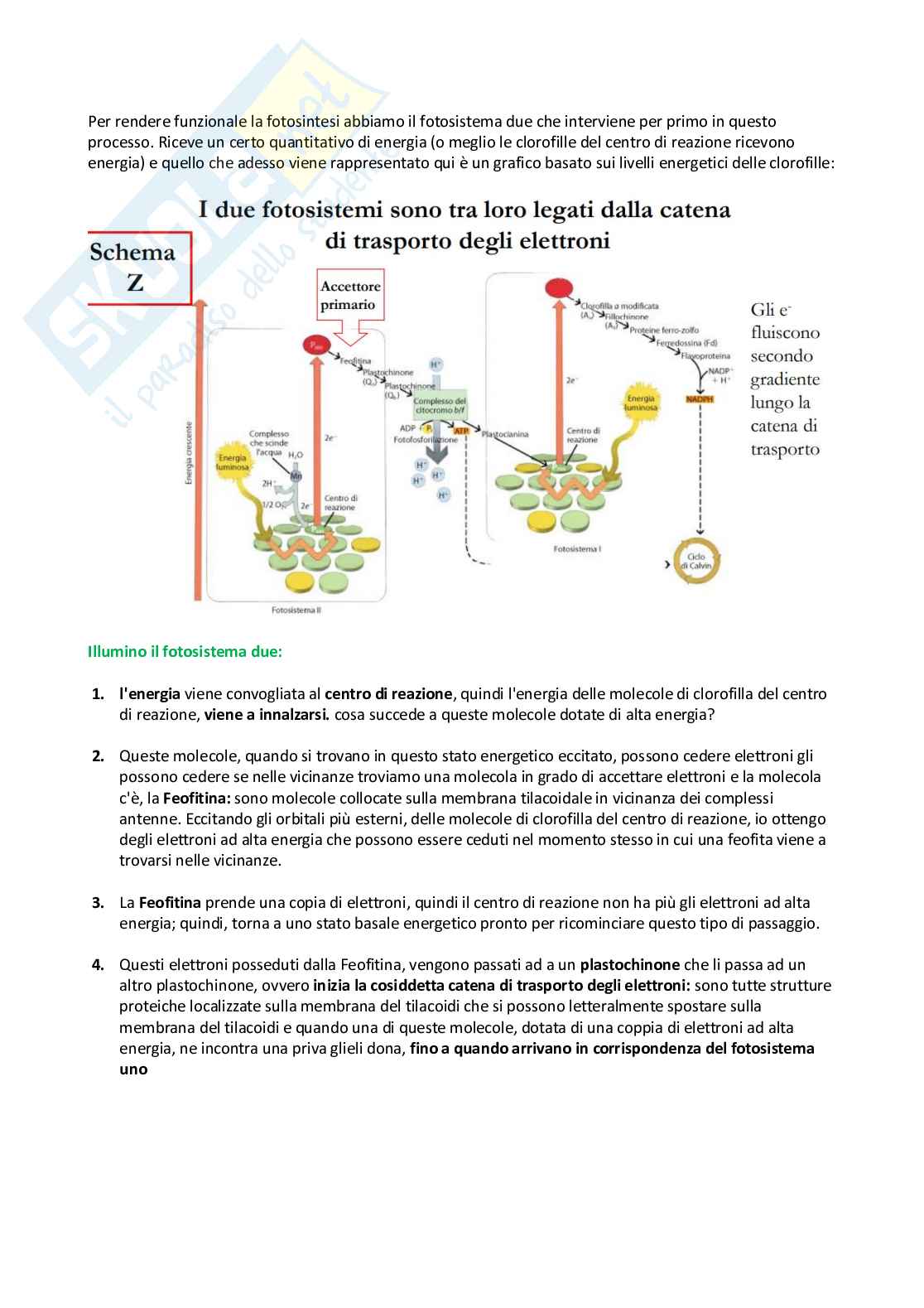 Appunti Biologia vegetale Pag. 61