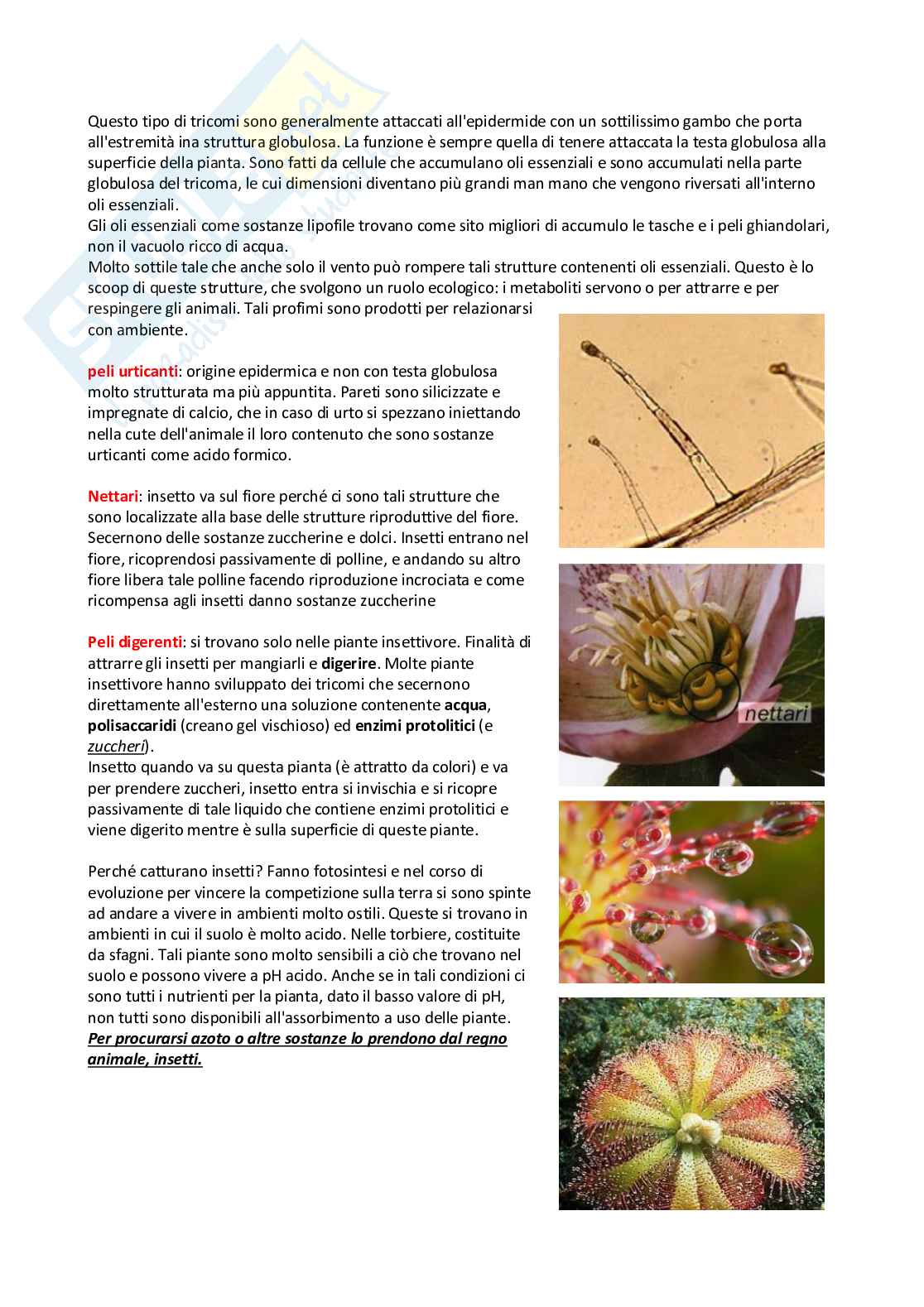 Appunti Biologia vegetale Pag. 76