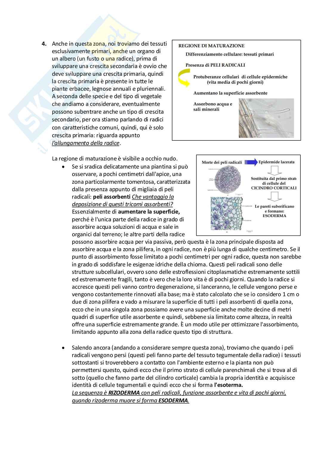 Appunti Biologia vegetale Pag. 91