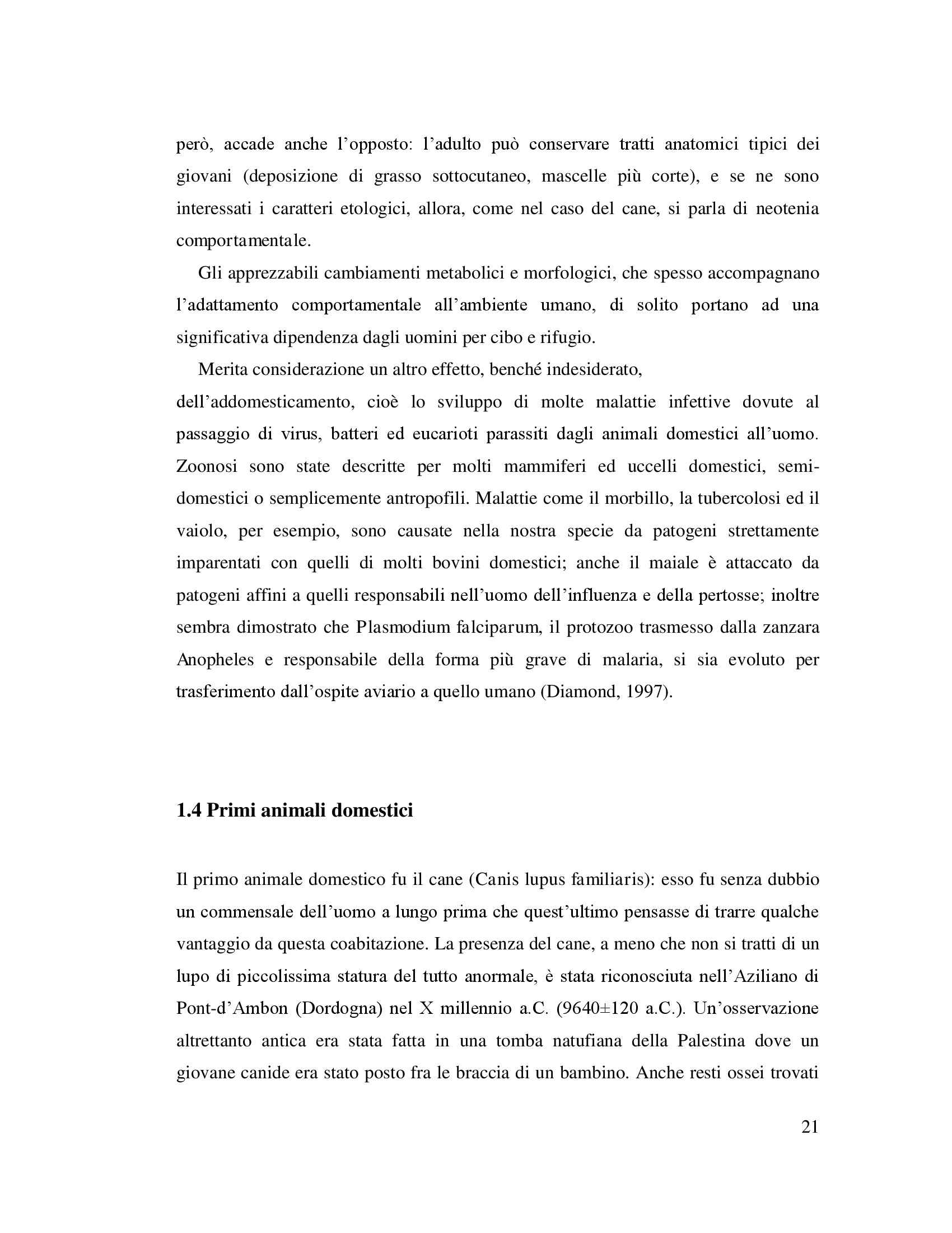Tesi - Origini ed evoluzione del gatto domestico nel Mediterraneo Pag. 21