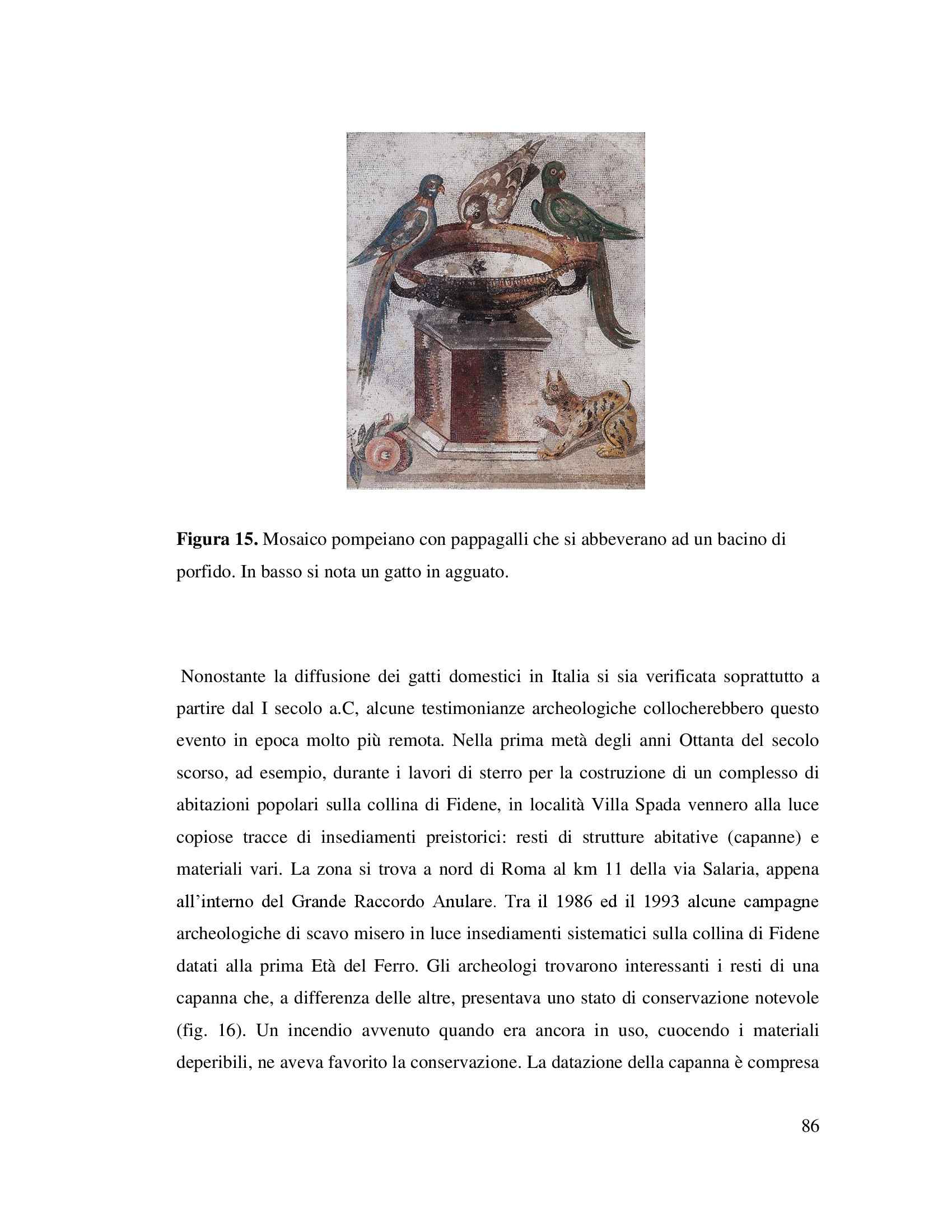 Tesi - Origini ed evoluzione del gatto domestico nel Mediterraneo Pag. 86