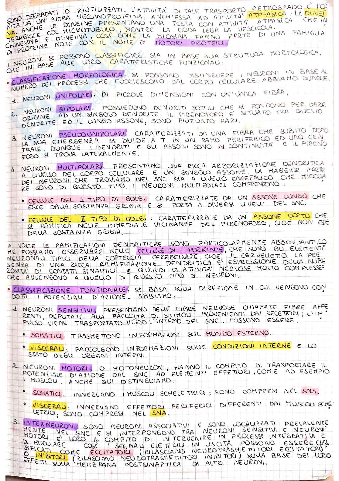 Istologia(studio dei tessuti) Pag. 41